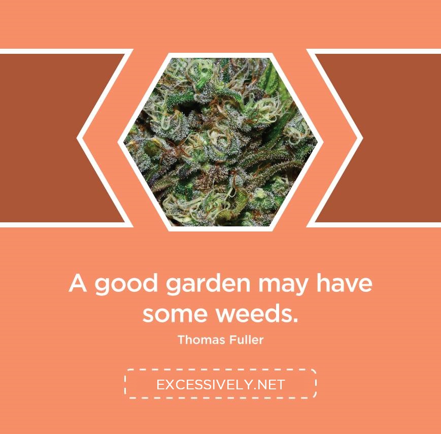 A good garden may have some weeds
