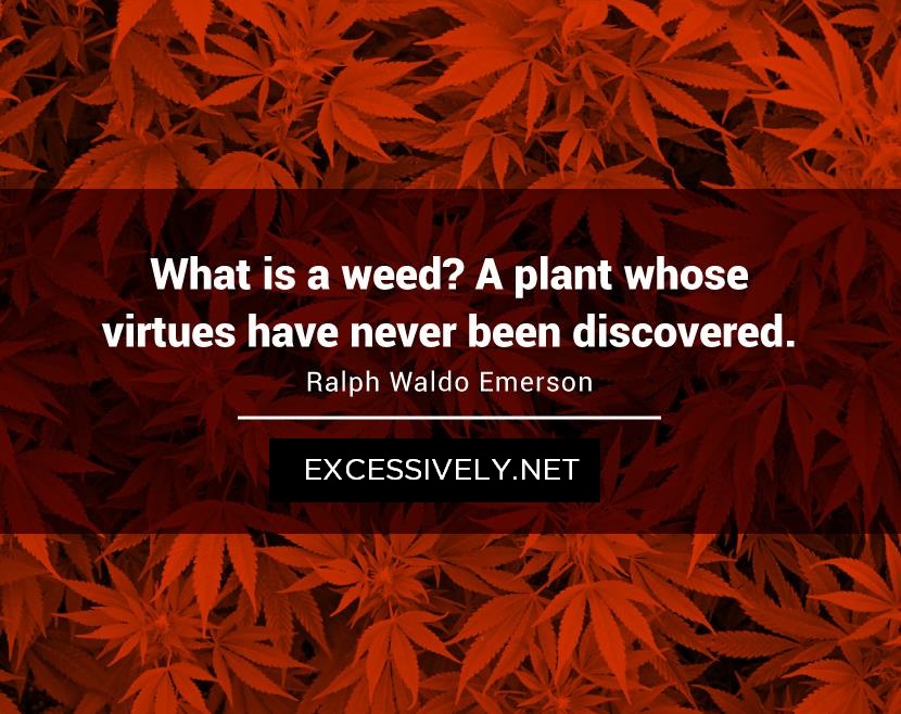 What is a weed. A plant whose virtues have never been discovered